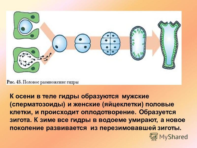 Что такое кракен сайт